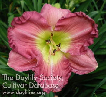 Daylily Royal Pink Twist